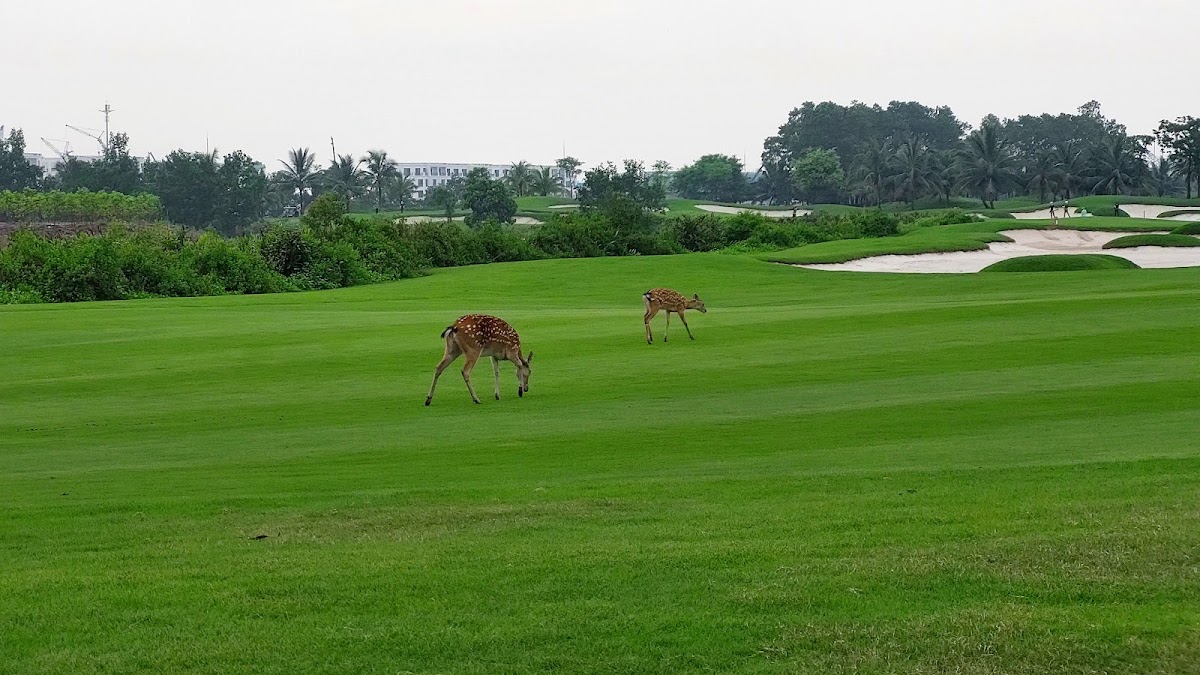빈펄 골프 하이퐁